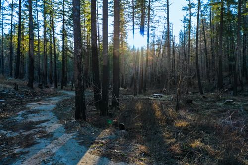 Free Serene forest scene with sun rays filtering through tall trees on a quiet path. Stock Photo