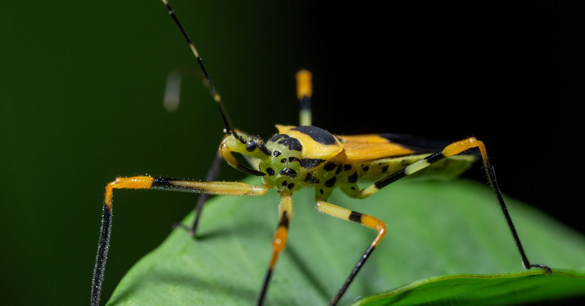 Insect Sitting on Leaf · Free Stock Photo