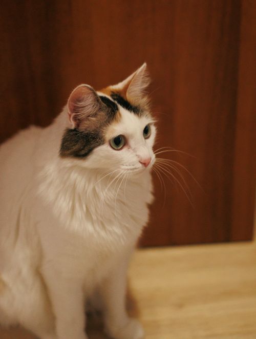 Free Charming calico cat sitting attentively on wooden floor indoors. Stock Photo