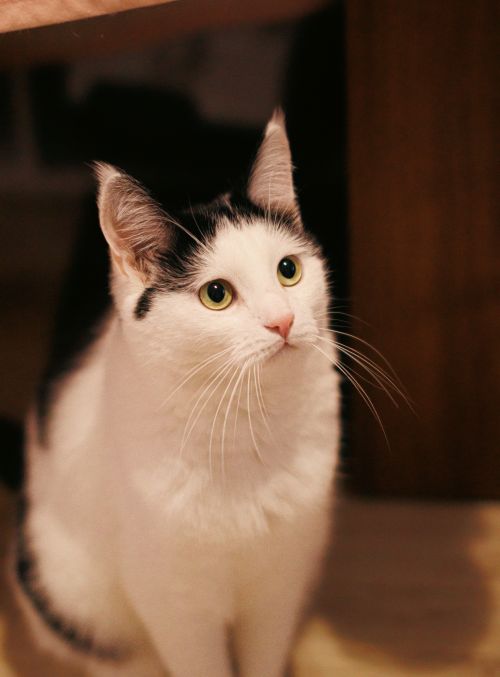 Free Charming black and white domestic cat gazing upwards with curiosity typically found in a cozy indoor setting. Stock Photo