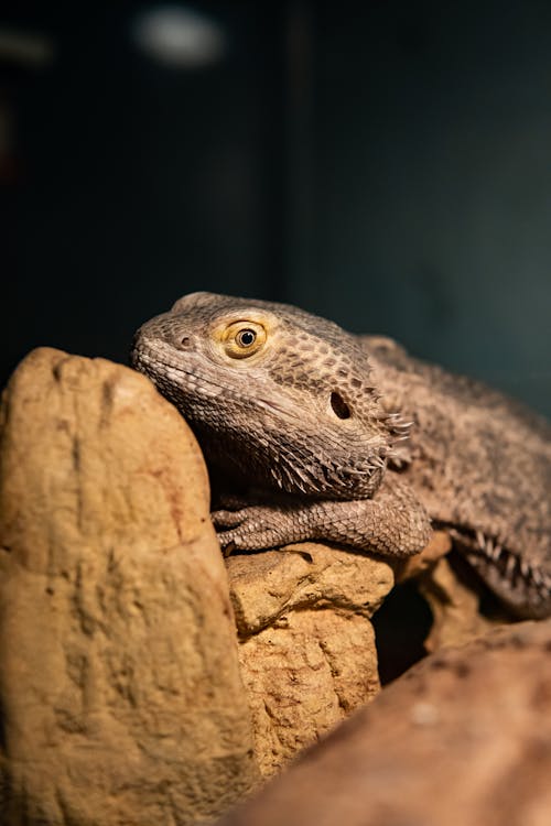 Fotos de stock gratuitas de animal, de cerca, dragon barbudo