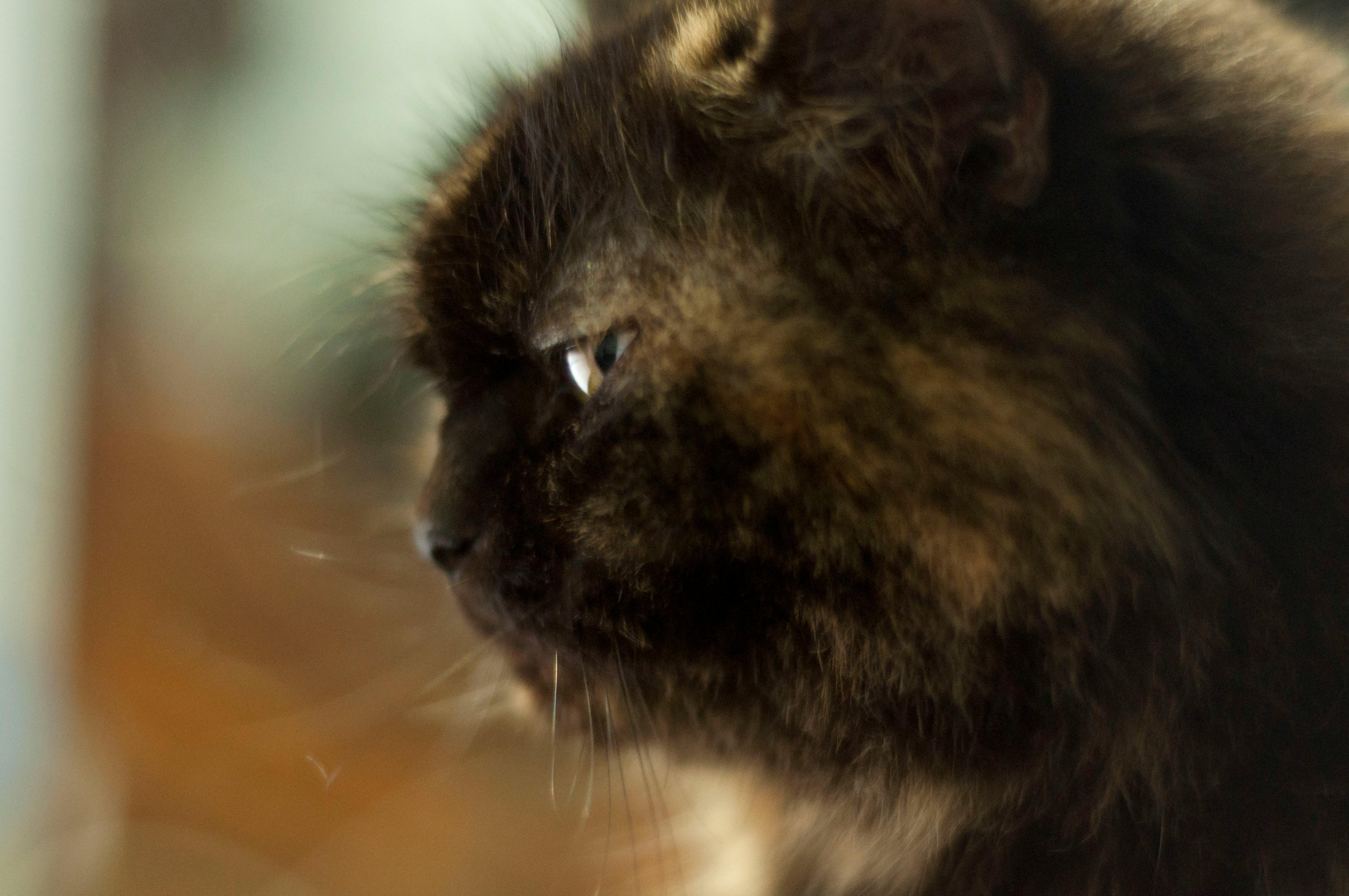 Kostenloses Foto Zum Thema Katze Profil Tierfotografie