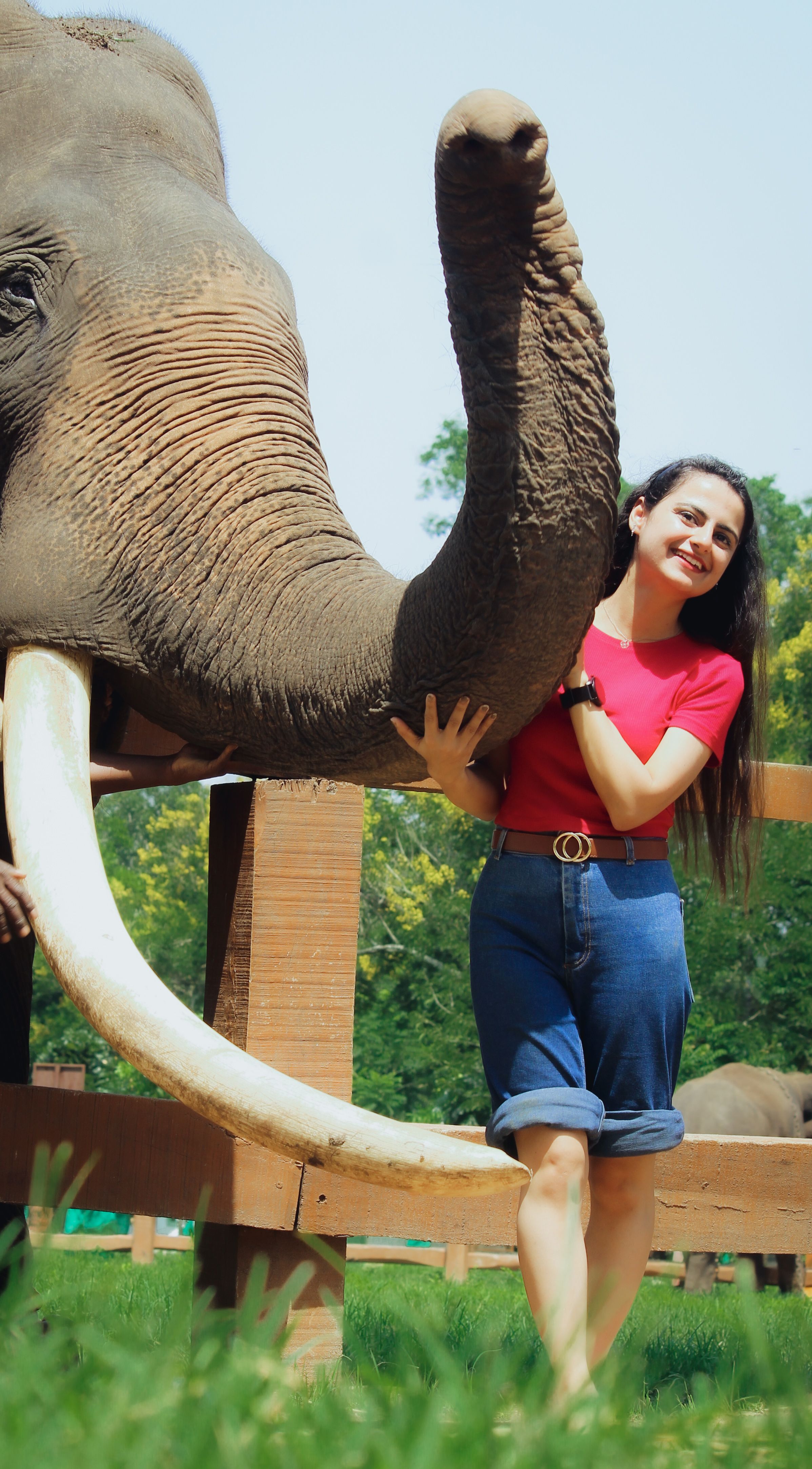A woman happily poses with a large elephant at an outdoor zoo setting.