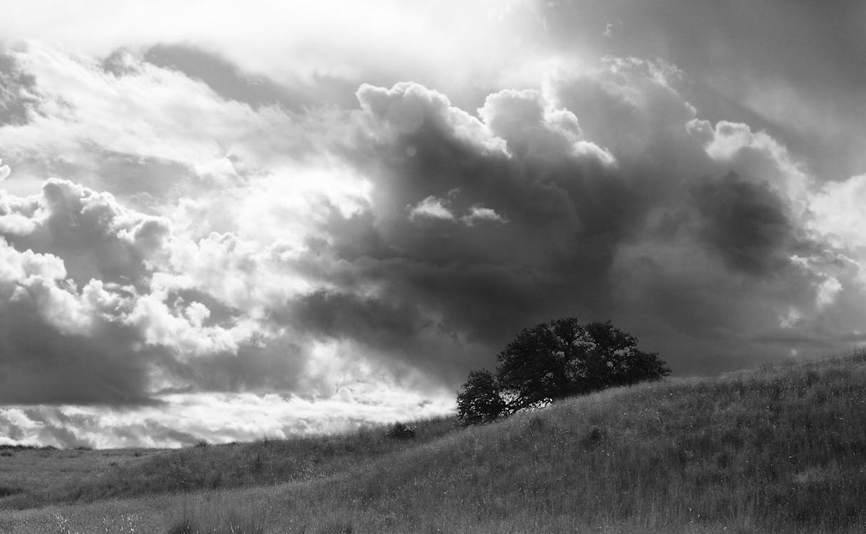 Безкоштовне стокове фото на тему «Буря, денний час, дерево»