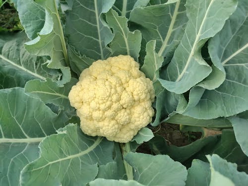 Cauliflower Growing in Garden