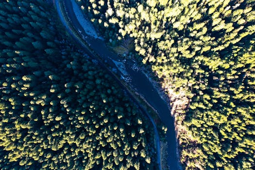 Stunning aerial view of a dense forest and winding river captured from above.