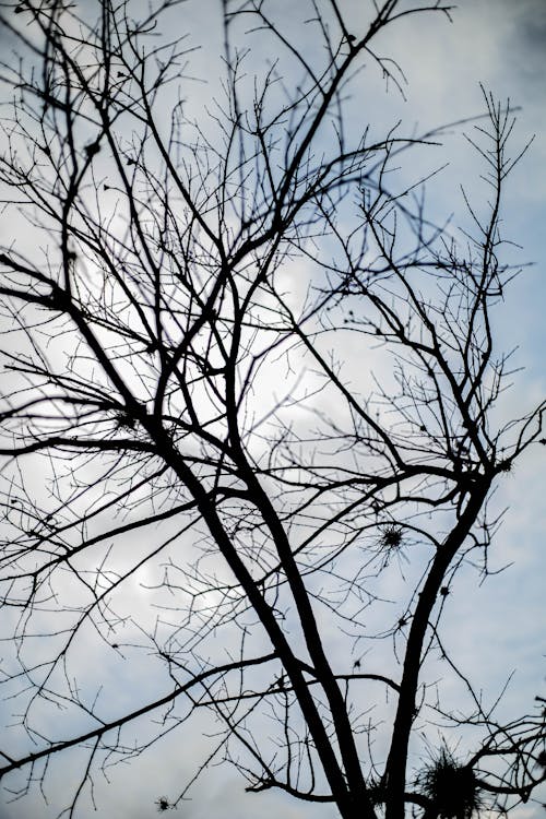 Fotobanka s bezplatnými fotkami na tému bezútešný, neúroda, ponurý