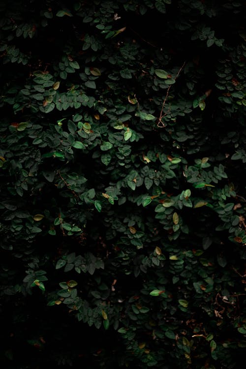 Lush Foliage in Dark