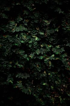dark dense forest green foliage
