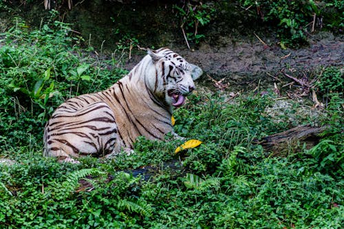 Tiger Lying on Green Grass