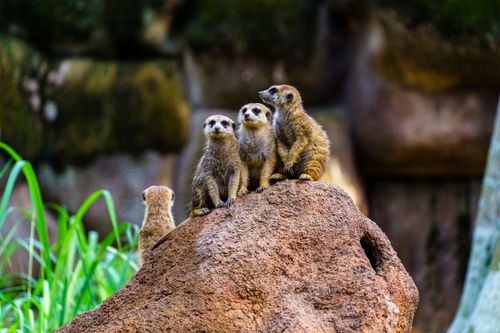 Free Group of meerkats perched on a rock, observing their surroundings in a natural setting. Stock Photo
