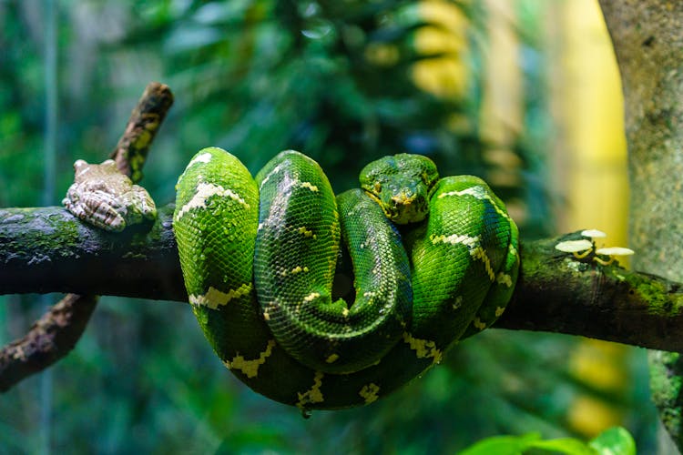 Green Snake On Tree Branch