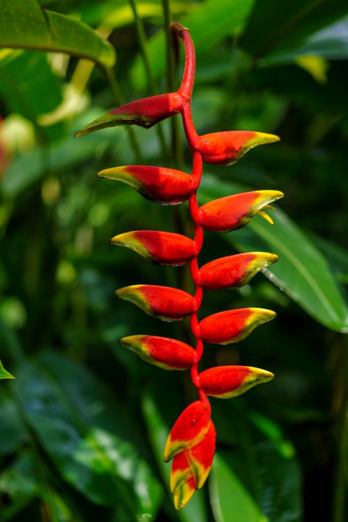 Free Close-up of a vibrant heliconia flower with lush green leaves in the background. Stock Photo