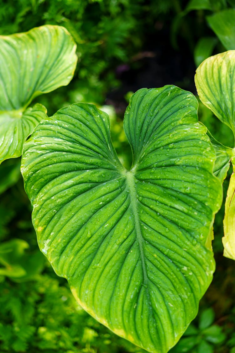 Close-up Of A Philodendron Plant Leaf