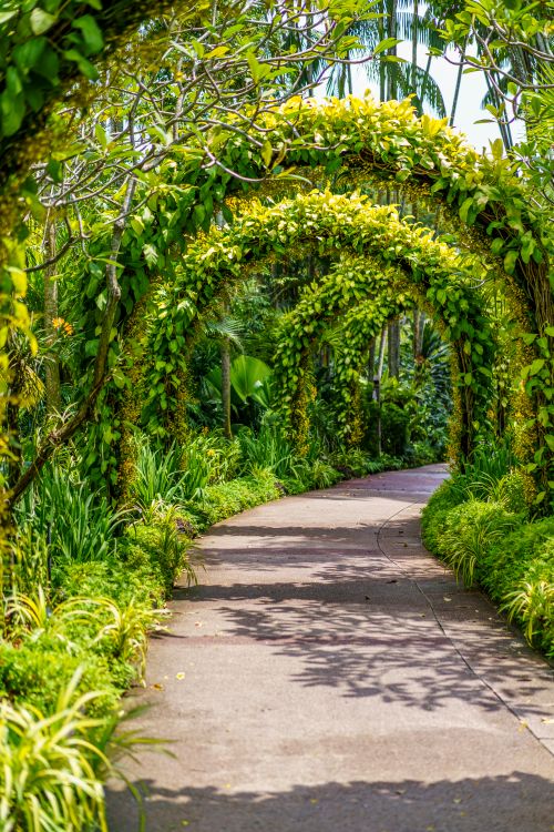 Free A serene garden pathway featuring overgrown leafy arches and vibrant flora. Stock Photo