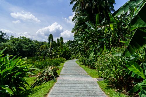 Free Explore a lush tropical garden path with dense greenery under a bright summer sky. Stock Photo