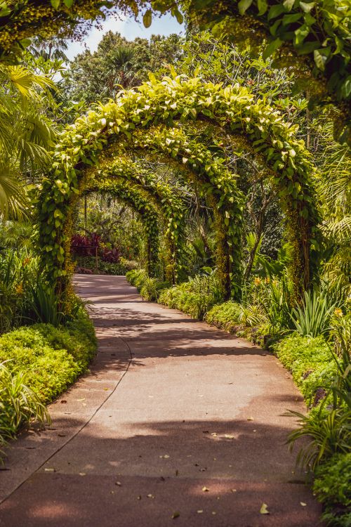 Free Vibrant garden pathway featuring lush arches covered in greenery, perfect for serene walks. Stock Photo