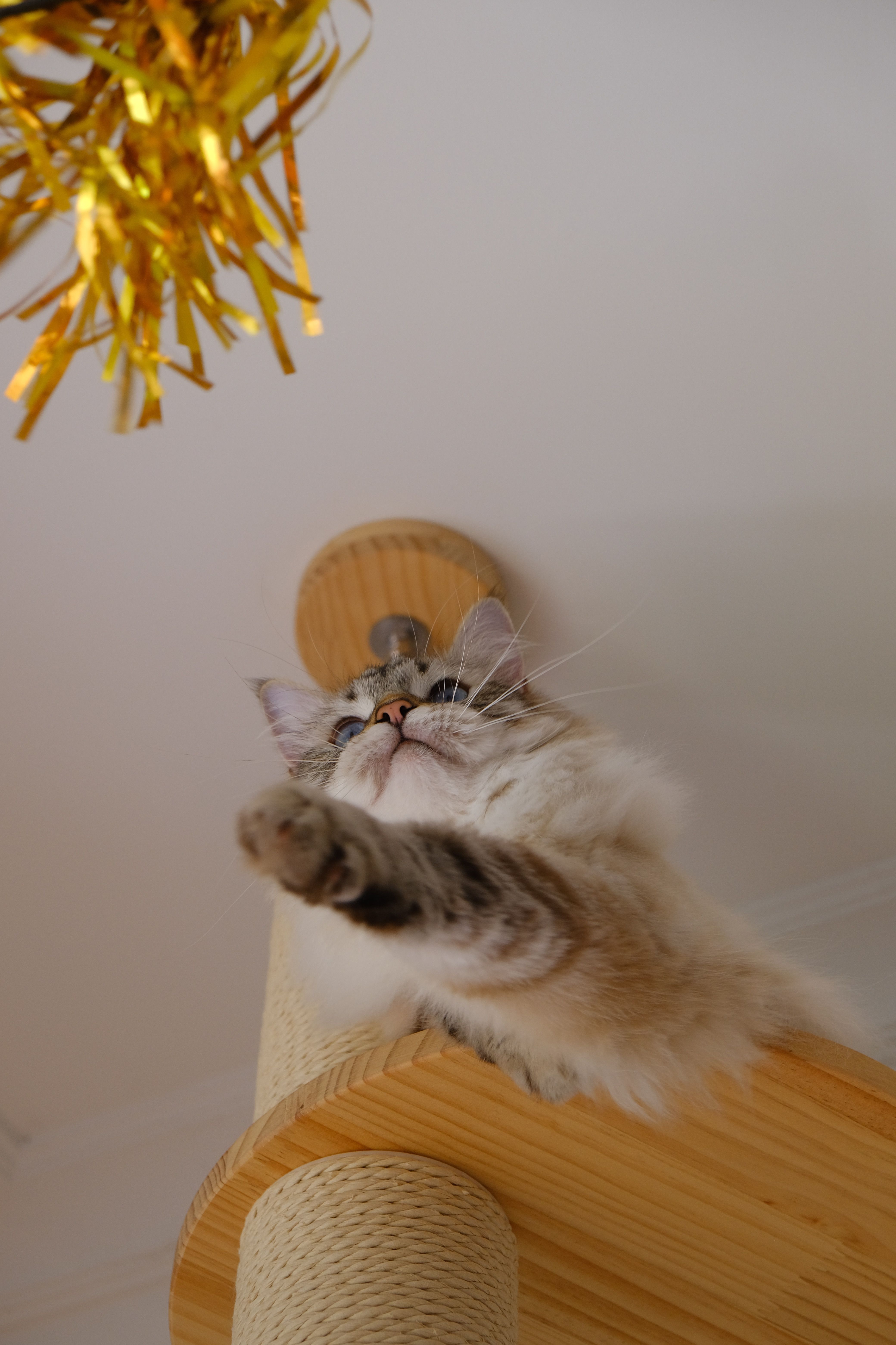 Varinha Interativa para Gatos