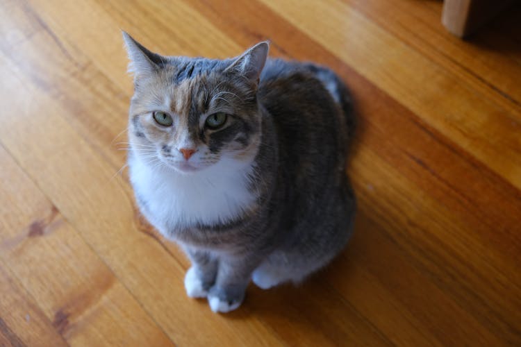 Photo Of A Calico Cat On A Wooden Surface