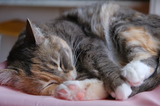 A close-up of a cute calico cat sleeping peacefully.