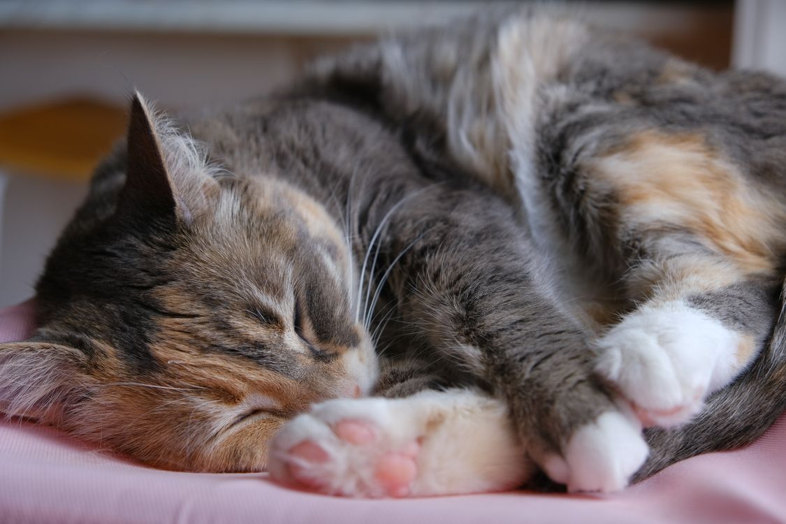Photo of a Calico Cat Sleeping · Free Stock Photo