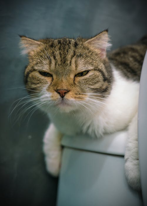 Close-Up Photo of Black and White Tabby Cat