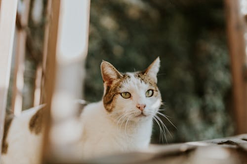 Kostenloses Stock Foto zu hauskatze, haustier, katze