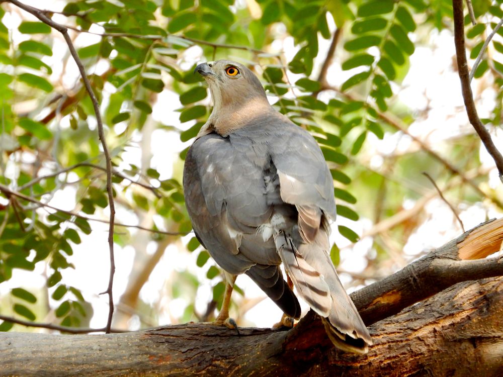 Hawk Up Close up of Hawk · Free Stock Photo