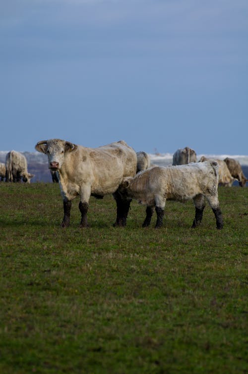 Cattle in a Field 