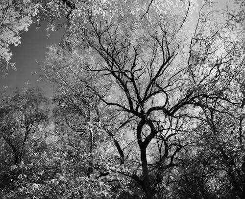 Grayscale Photography of Trees