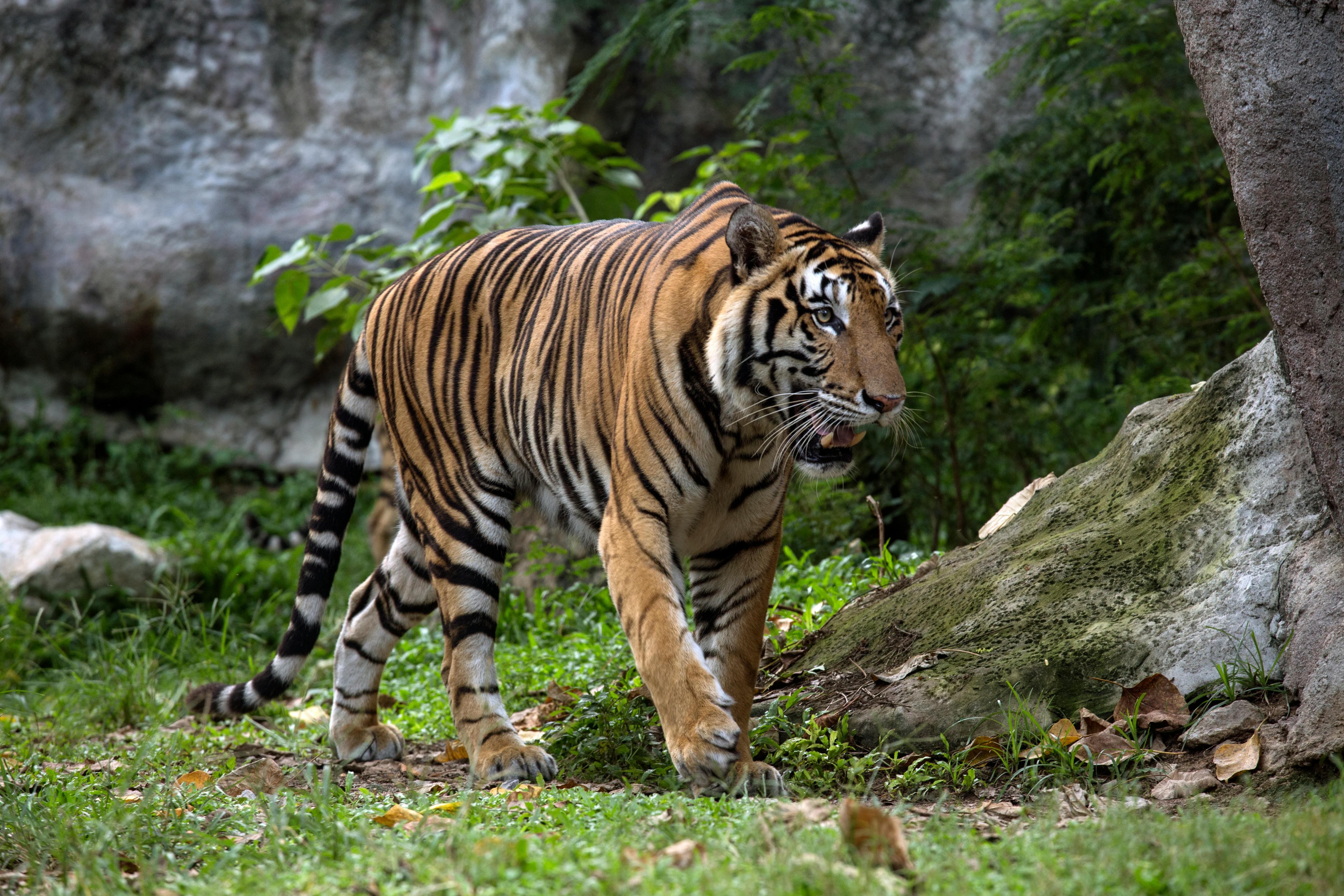 Golden tiger relaxing, Taken in the Siky Ranch zoo, in the …