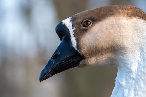 Colse-up of the Head of a Chinese Goose