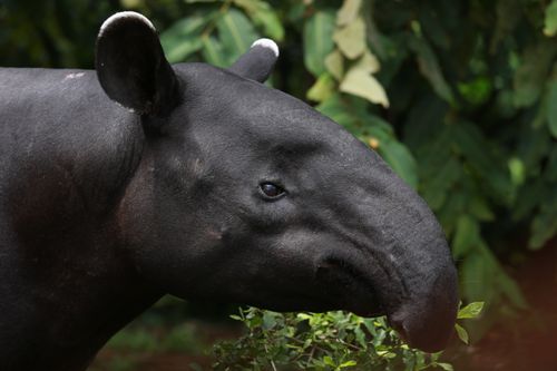 Free Detailed close-up of a Malayan tapir, showcasing its unique black and white pattern in a natural habitat. Stock Photo
