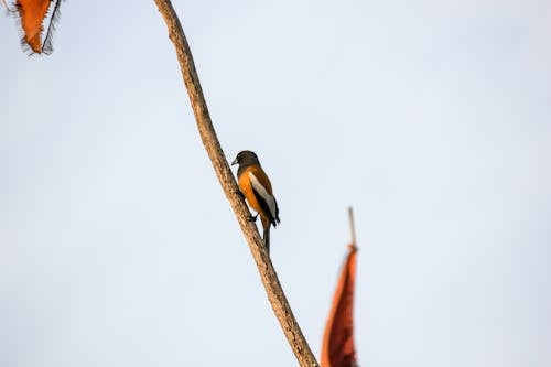 @dış mekan, ağaç, bharatpur içeren Ücretsiz stok fotoğraf