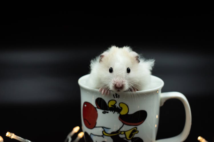 White Mouse In A Cup