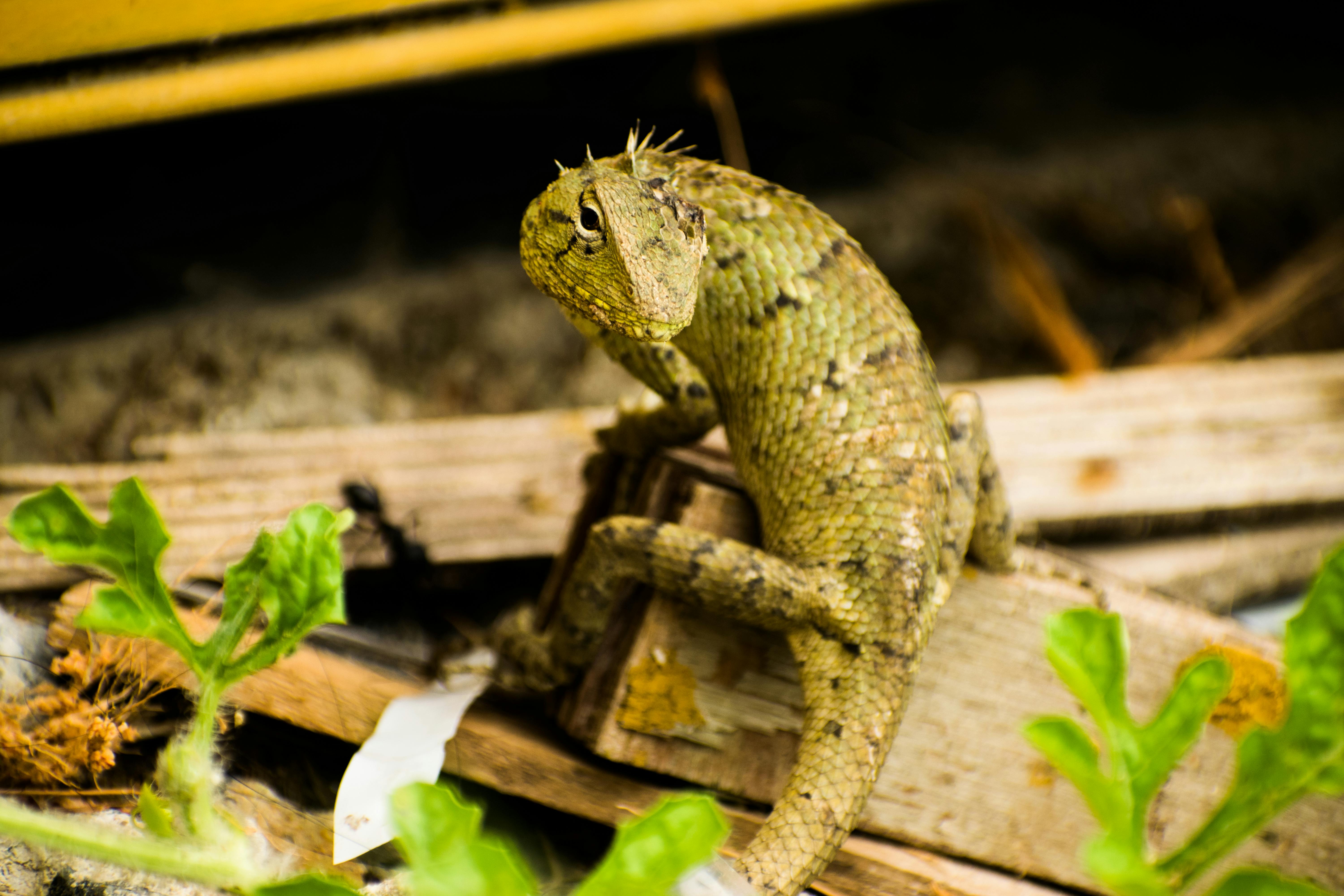 Foto Stok Gratis Tentang Hewan Reptil Kadal Kerajaan Hewan
