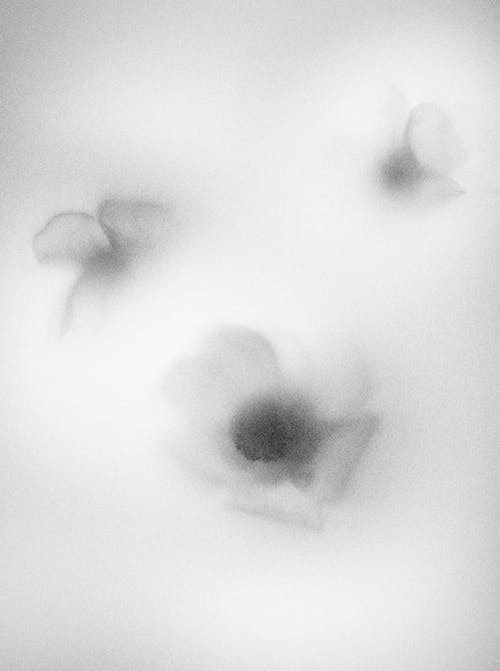 Blurred Flowers Petals Shapes in Black and White