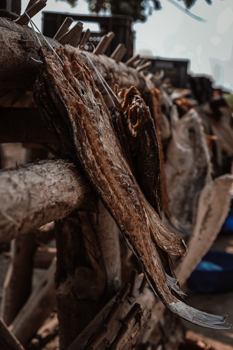 Dry Fish Hanging On Wooden Log