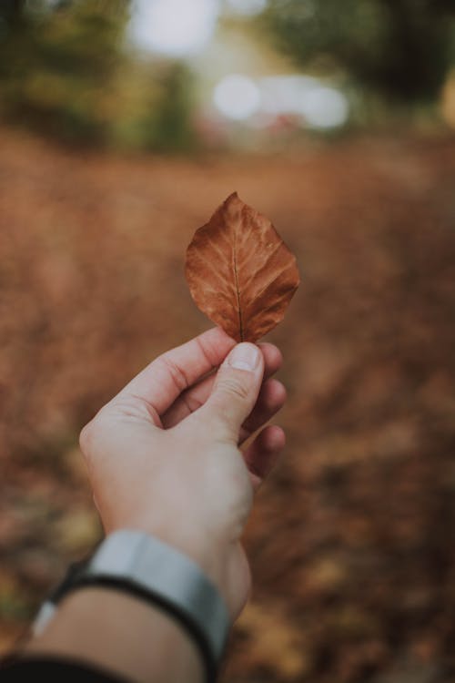 Person Holding Dried Leaf