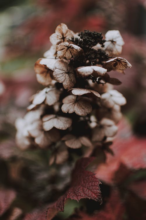 Selektiver Fokus Fotografie Der Grauen Blütenblattblume