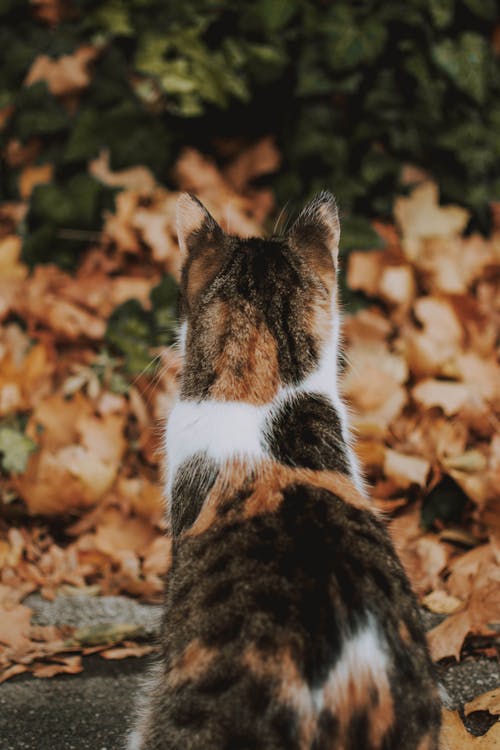 Foto Kucing Coklat, Hitam Dan Putih