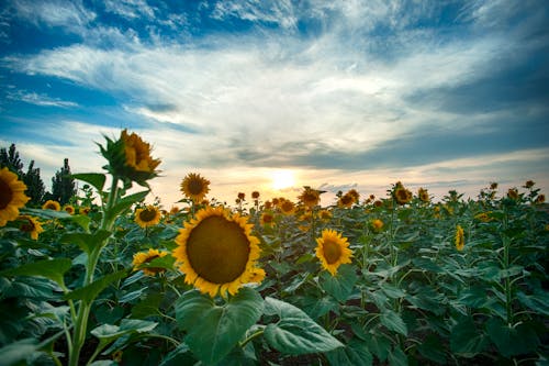 Free Sunflower Field Under Blue Sky Stock Photo