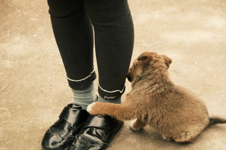 Photo Of A Puppy Beside A Person's Feet