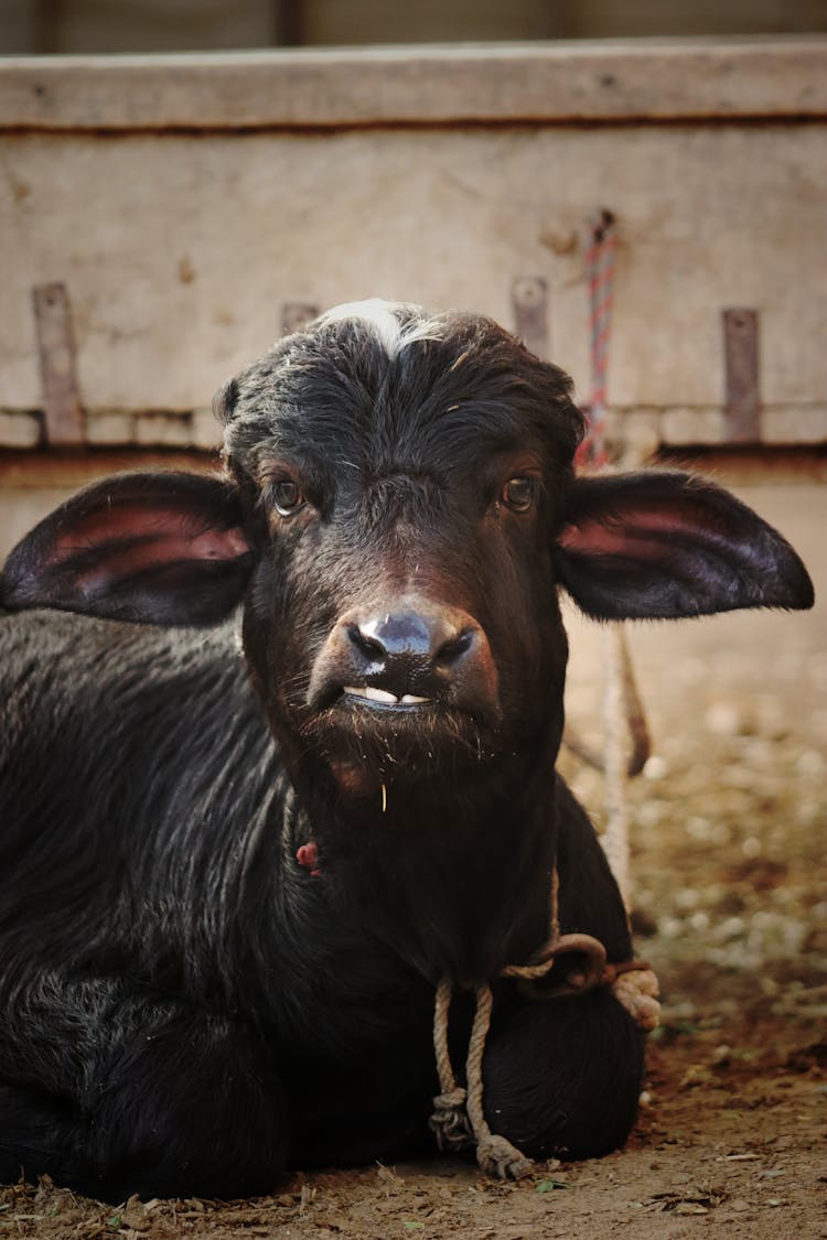 Close-Up Shot Of A Buffalo 