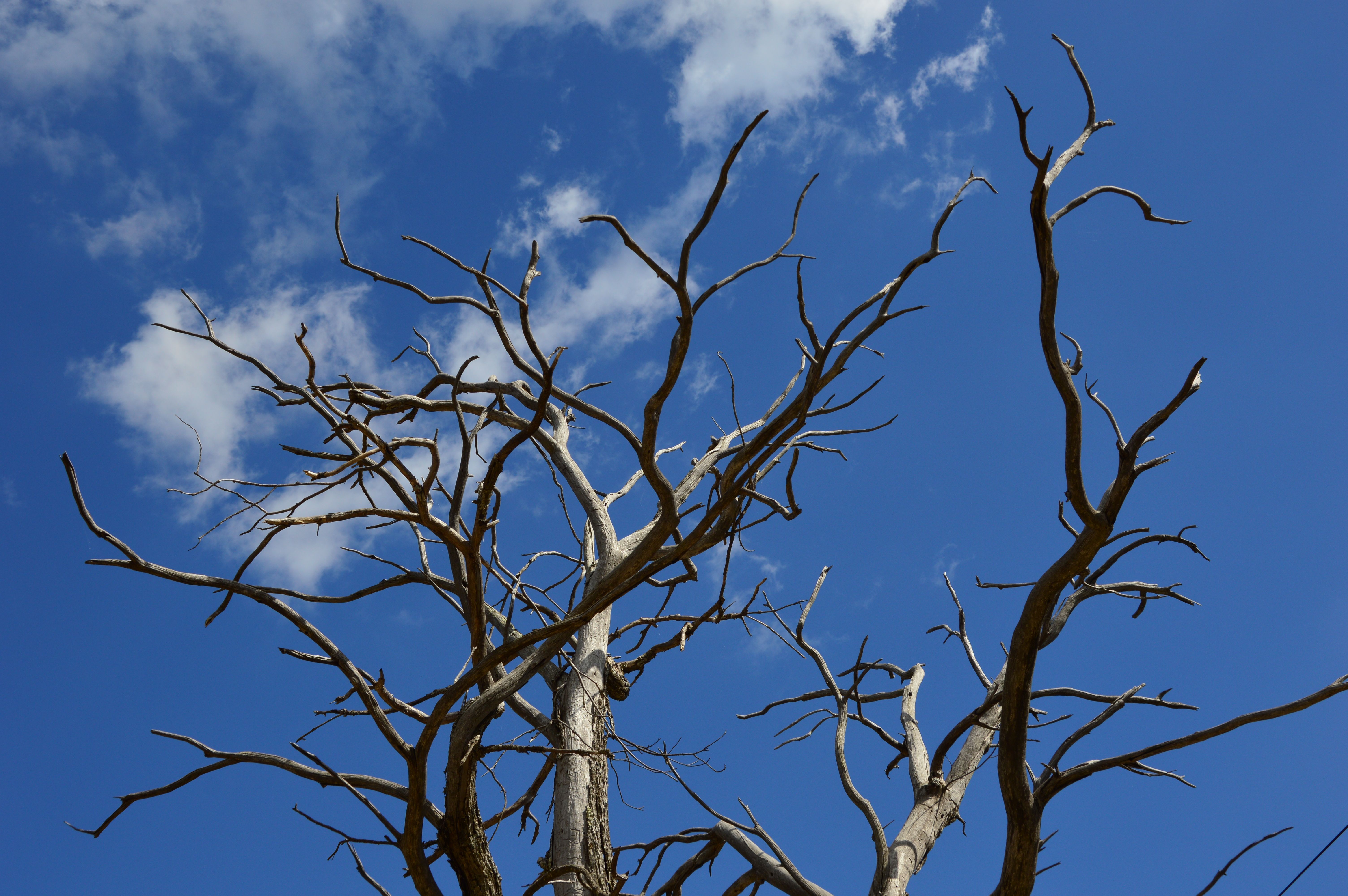 Leafless Tree Under the Blue Sky · Free Stock Photo