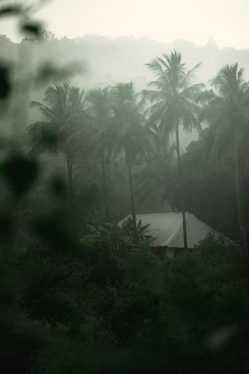 垂直拍摄, 天性, 棕櫚樹 的 免费素材图片
