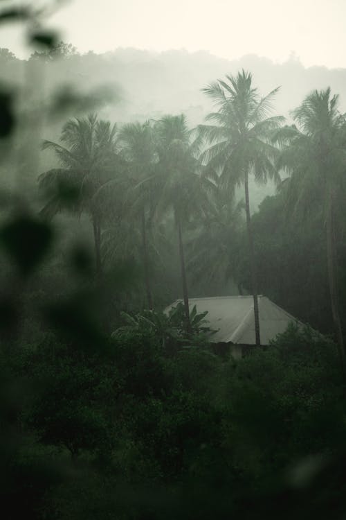 Palm tree, fog, bushes, dark, HD phone wallpaper