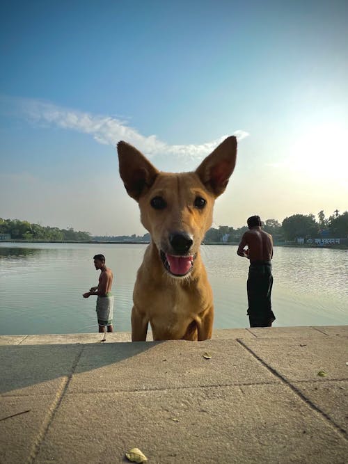 Foto stok gratis alam, anjing, bangladesh