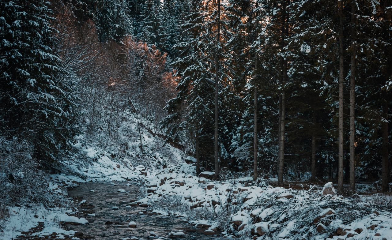 a serene snowy forest scene with a flowing stream surrounded by tall t