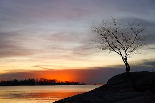 Leafless Tree on the Riverbank at Sunset